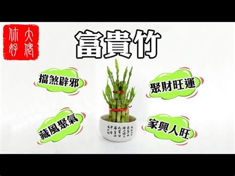 富貴 竹 風水|富貴竹風水：3步旺財運